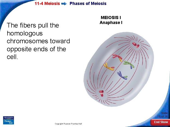 11 -4 Meiosis Phases of Meiosis The fibers pull the homologous chromosomes toward opposite