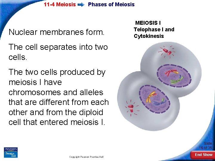 11 -4 Meiosis Phases of Meiosis Nuclear membranes form. MEIOSIS I Telophase I and