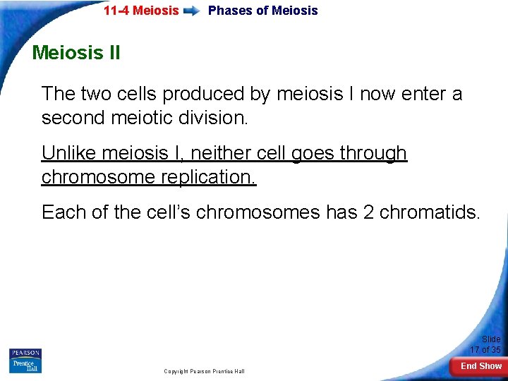 11 -4 Meiosis Phases of Meiosis II The two cells produced by meiosis I