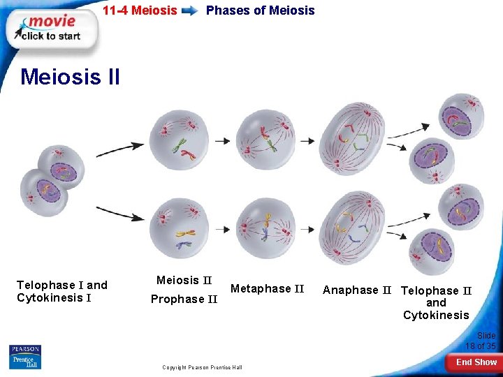 11 -4 Meiosis Phases of Meiosis II Telophase I and Cytokinesis I Meiosis II