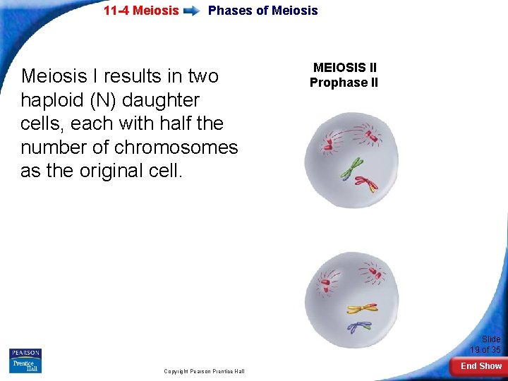 11 -4 Meiosis Phases of Meiosis I results in two haploid (N) daughter cells,