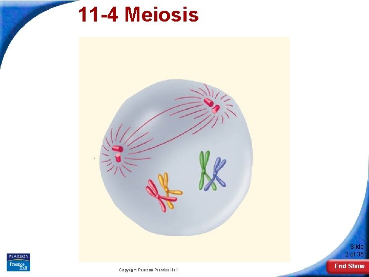 11 -4 Meiosis Slide 2 of 35 Copyright Pearson Prentice Hall End Show 