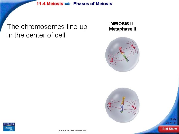 11 -4 Meiosis Phases of Meiosis The chromosomes line up in the center of