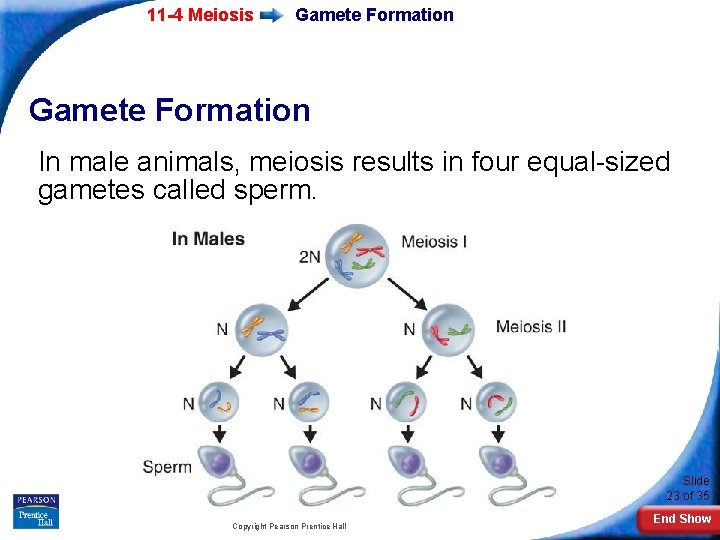 11 -4 Meiosis Gamete Formation In male animals, meiosis results in four equal-sized gametes