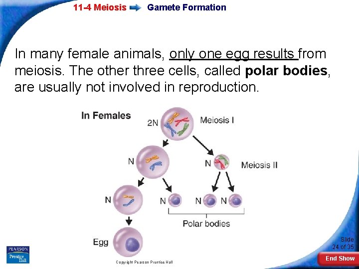 11 -4 Meiosis Gamete Formation In many female animals, only one egg results from