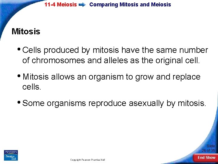 11 -4 Meiosis Comparing Mitosis and Meiosis Mitosis • Cells produced by mitosis have