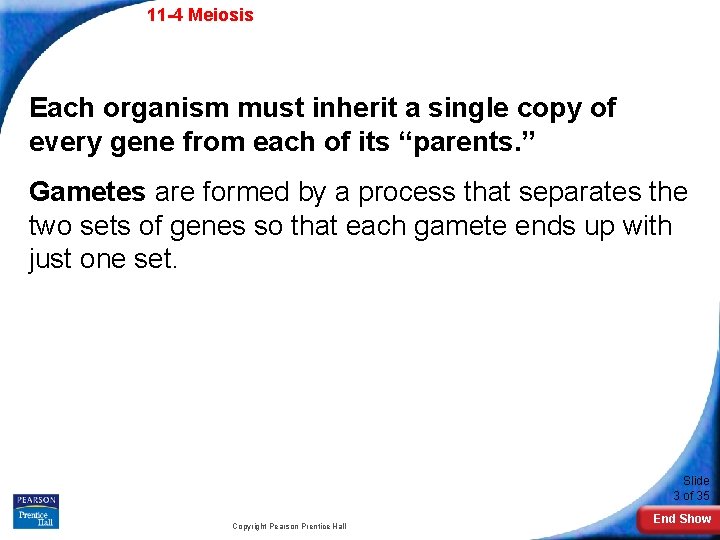 11 -4 Meiosis Each organism must inherit a single copy of every gene from