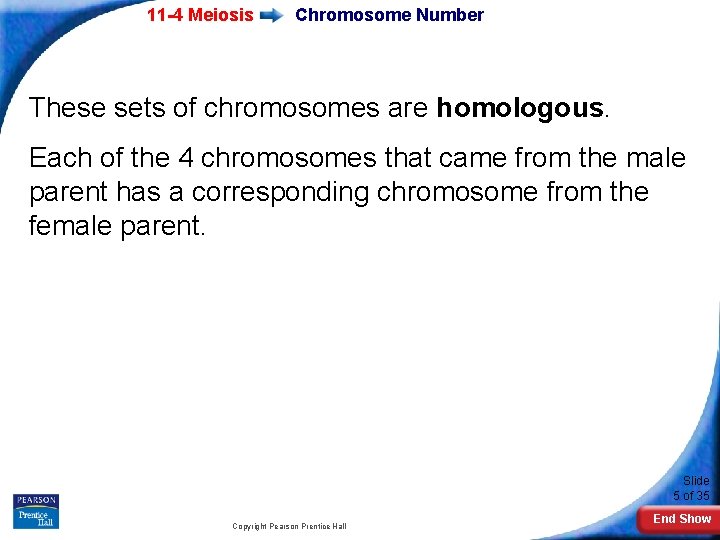 11 -4 Meiosis Chromosome Number These sets of chromosomes are homologous. Each of the
