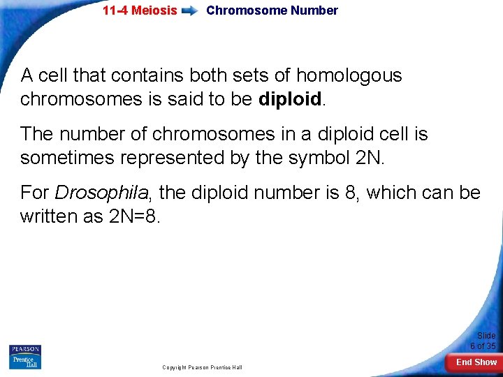 11 -4 Meiosis Chromosome Number A cell that contains both sets of homologous chromosomes