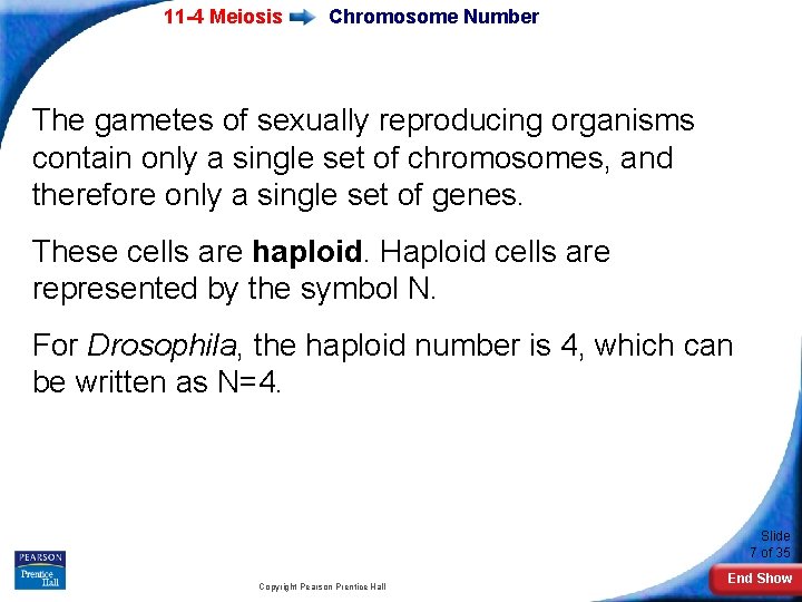 11 -4 Meiosis Chromosome Number The gametes of sexually reproducing organisms contain only a