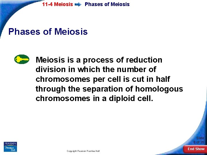 11 -4 Meiosis Phases of Meiosis is a process of reduction division in which