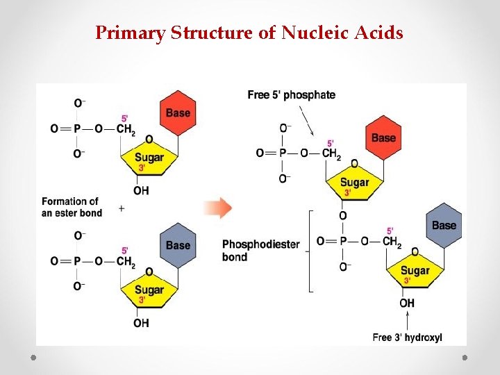 Primary Structure of Nucleic Acids 