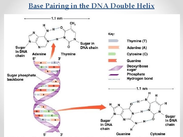 Base Pairing in the DNA Double Helix 
