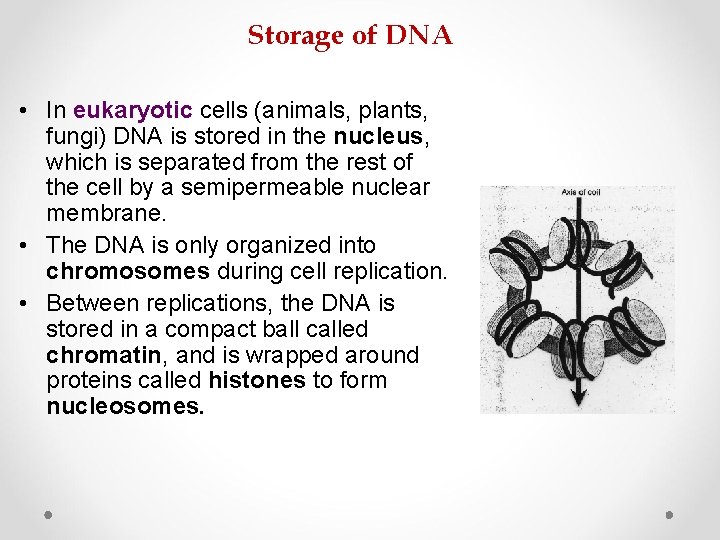 Storage of DNA • In eukaryotic cells (animals, plants, fungi) DNA is stored in