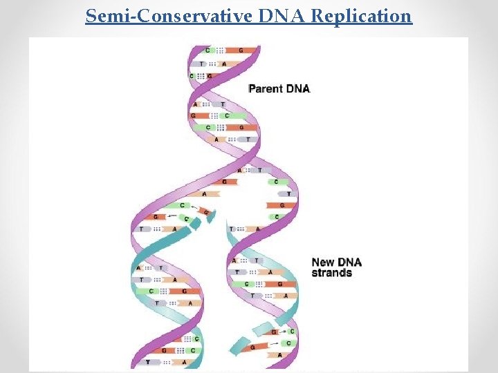 Semi-Conservative DNA Replication 