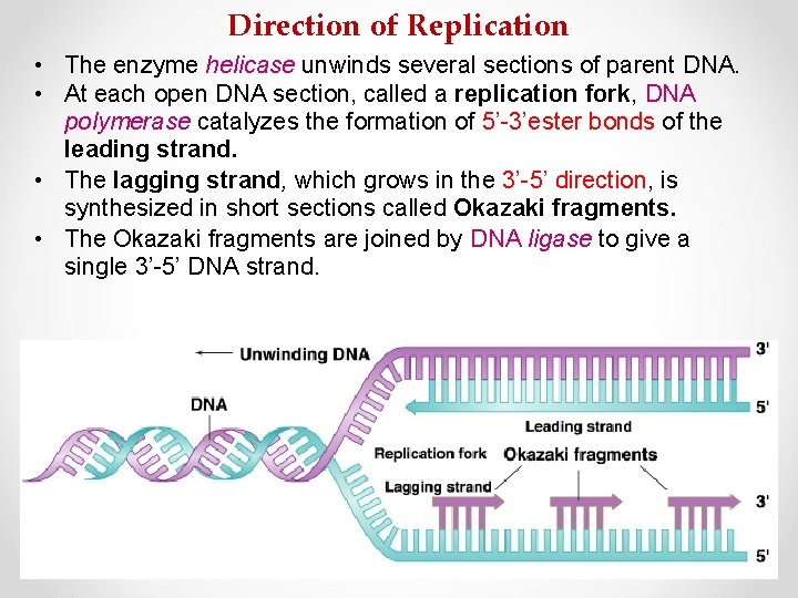 Direction of Replication • The enzyme helicase unwinds several sections of parent DNA. •