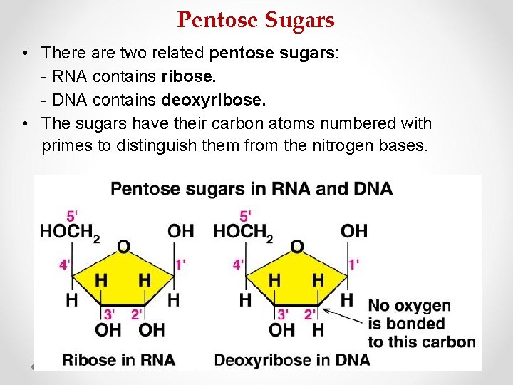 Pentose Sugars • There are two related pentose sugars: - RNA contains ribose. -