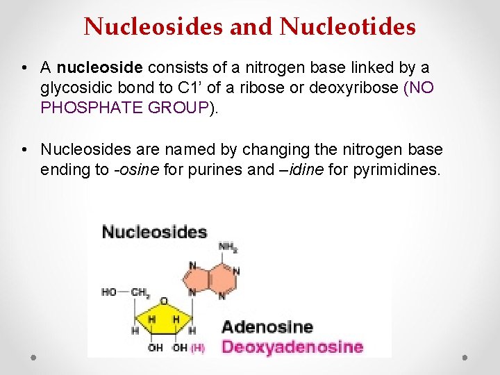 Nucleosides and Nucleotides • A nucleoside consists of a nitrogen base linked by a