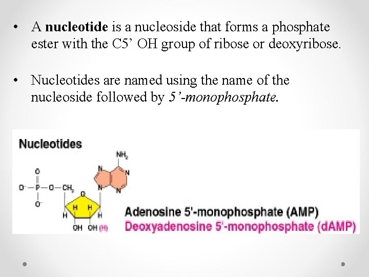  • A nucleotide is a nucleoside that forms a phosphate ester with the