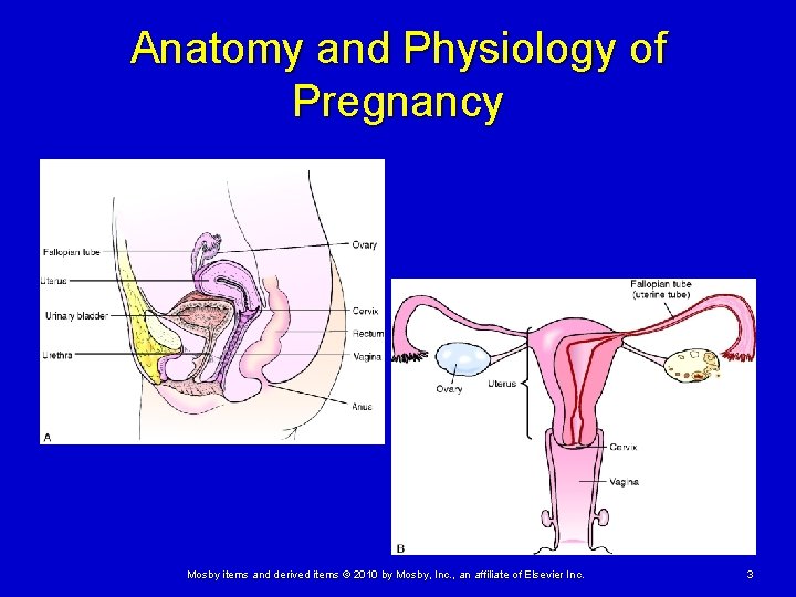 Anatomy and Physiology of Pregnancy Mosby items and derived items © 2010 by Mosby, Anatomy and Physiology of Pregnancy Mosby items and derived items © 2010 by Mosby,