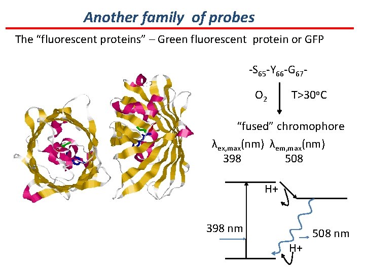 Another family of probes The “fluorescent proteins” – Green fluorescent protein or GFP -S