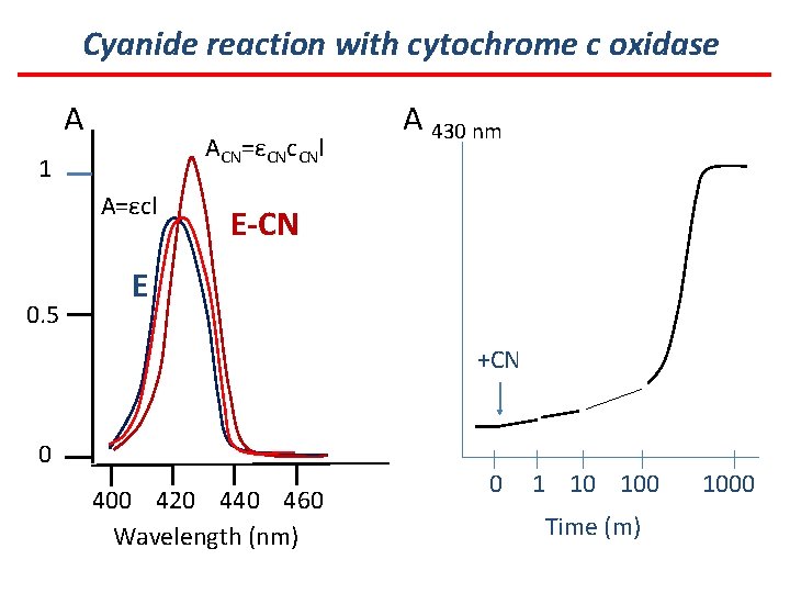 Cyanide reaction with cytochrome c oxidase A ACN=εCNc. CNl 1 A=εcl 0. 5 A