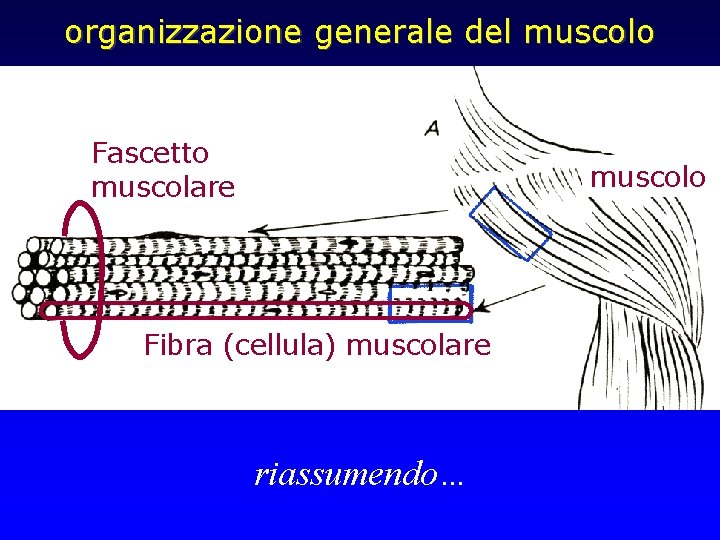 organizzazione generale del muscolo Fascetto muscolare muscolo Fibra (cellula) muscolare riassumendo… 