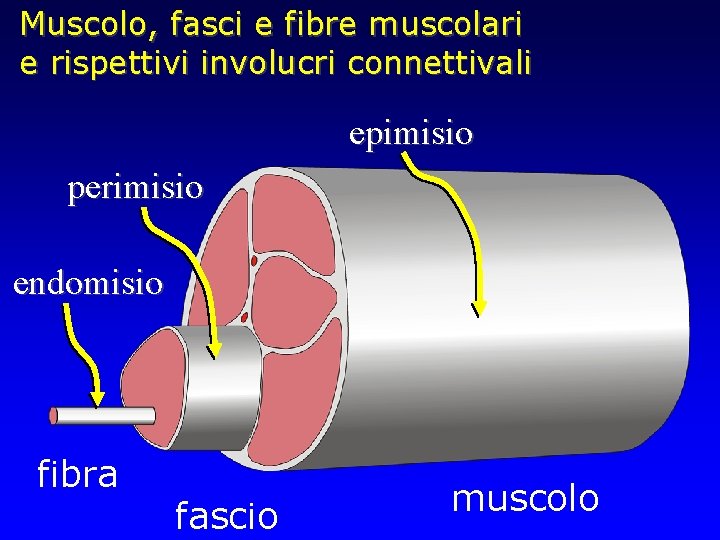 Muscolo, fasci e fibre muscolari e rispettivi involucri connettivali epimisio perimisio endomisio fibra fascio