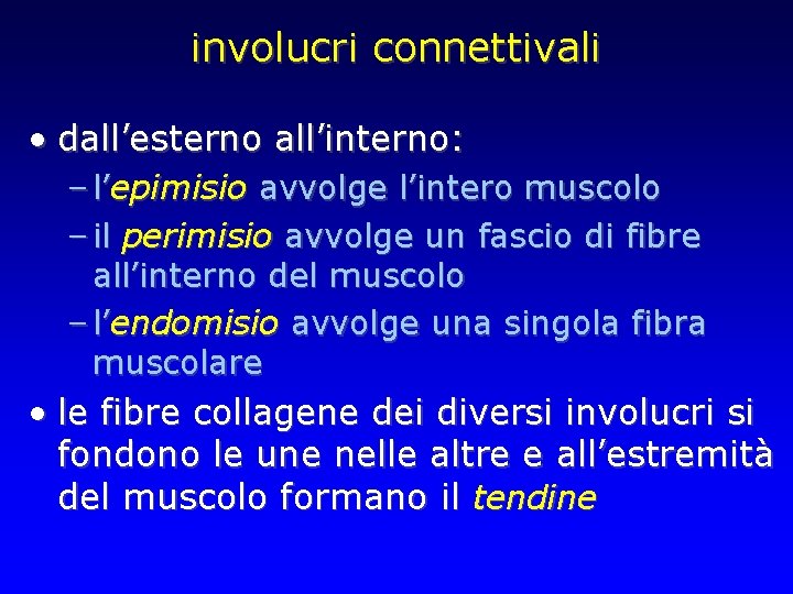 involucri connettivali • dall’esterno all’interno: – l’epimisio avvolge l’intero muscolo – il perimisio avvolge