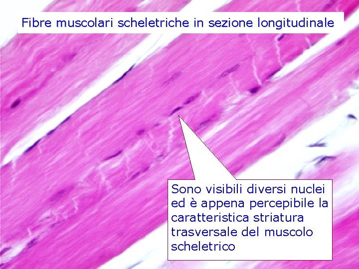 Fibre muscolari scheletriche in sezione longitudinale Sono visibili diversi nuclei ed è appena percepibile