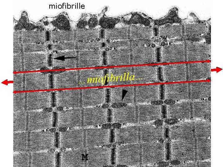 miofibrille …miofibrilla… 