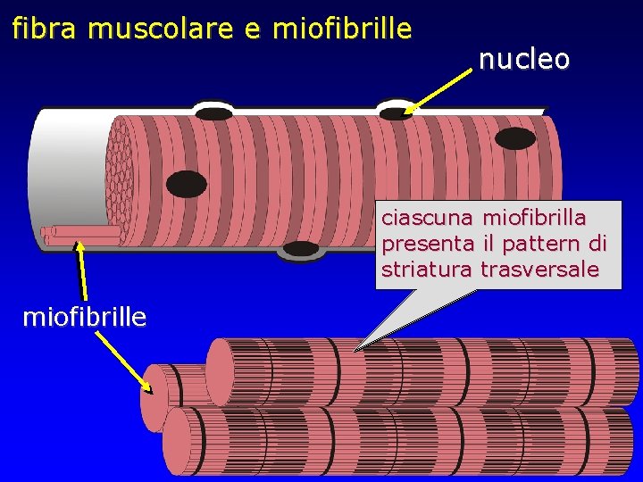fibra muscolare e miofibrille nucleo ciascuna miofibrilla presenta il pattern di striatura trasversale miofibrille