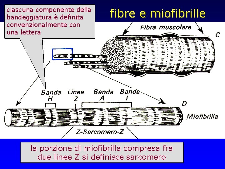 ciascuna componente della bandeggiatura è definita convenzionalmente con una lettera fibre e miofibrille la