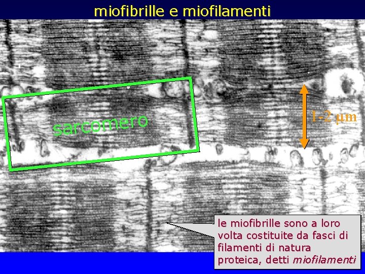 miofibrille e miofilamenti o r e m o c sar 1 -2 µm le