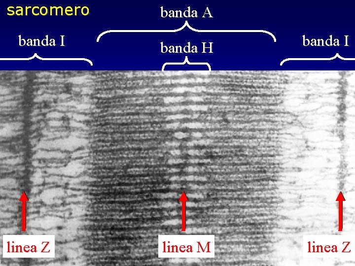 sarcomero banda I linea Z banda A banda H banda I linea M linea