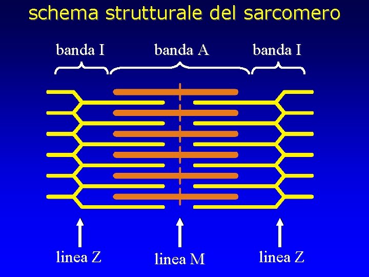 schema strutturale del sarcomero banda I banda A banda I linea Z linea M