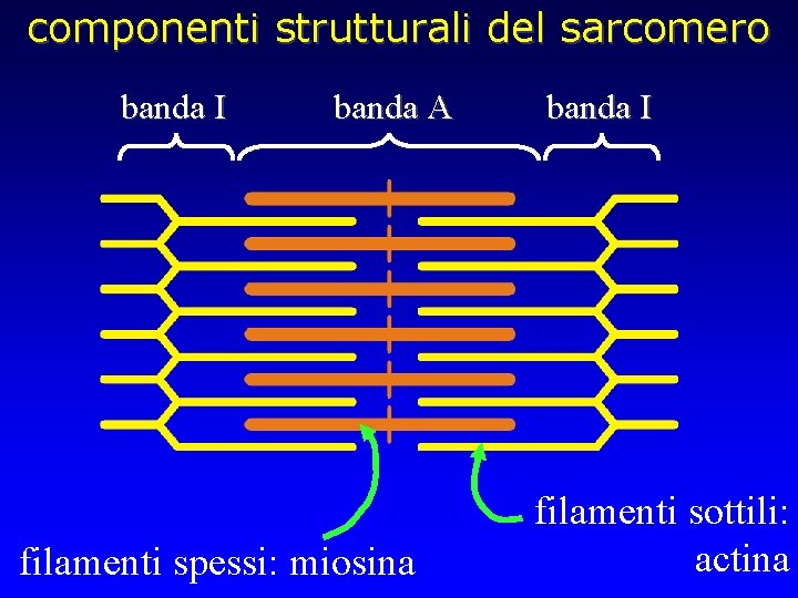 componenti strutturali del sarcomero banda I banda A filamenti spessi: miosina banda I filamenti