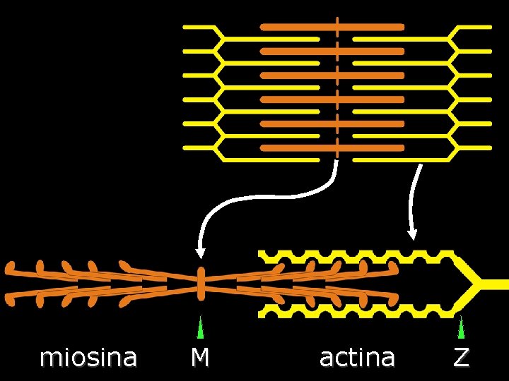 miosina M actina Z 