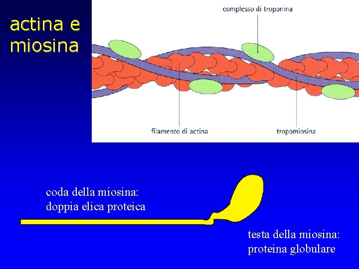 actina e miosina coda della miosina: doppia elica proteica testa della miosina: proteina globulare