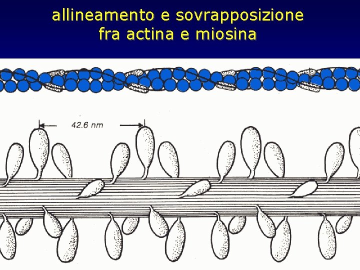 allineamento e sovrapposizione fra actina e miosina 