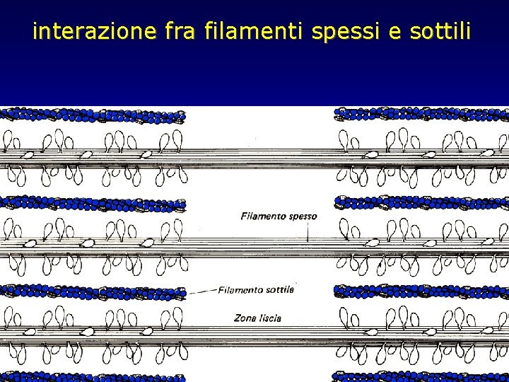 interazione fra filamenti spessi e sottili 