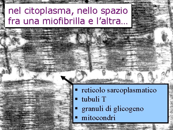 nel citoplasma, nello spazio fra una miofibrilla e l’altra… reticolo sarcoplasmatico tubuli T granuli