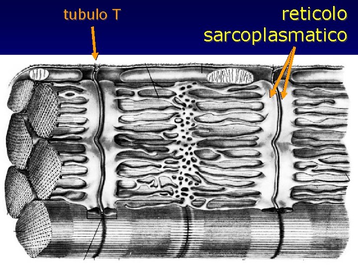tubulo T reticolo sarcoplasmatico 