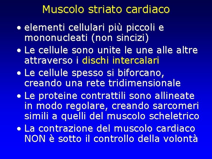 Muscolo striato cardiaco • elementi cellulari più piccoli e mononucleati (non sincizi) • Le