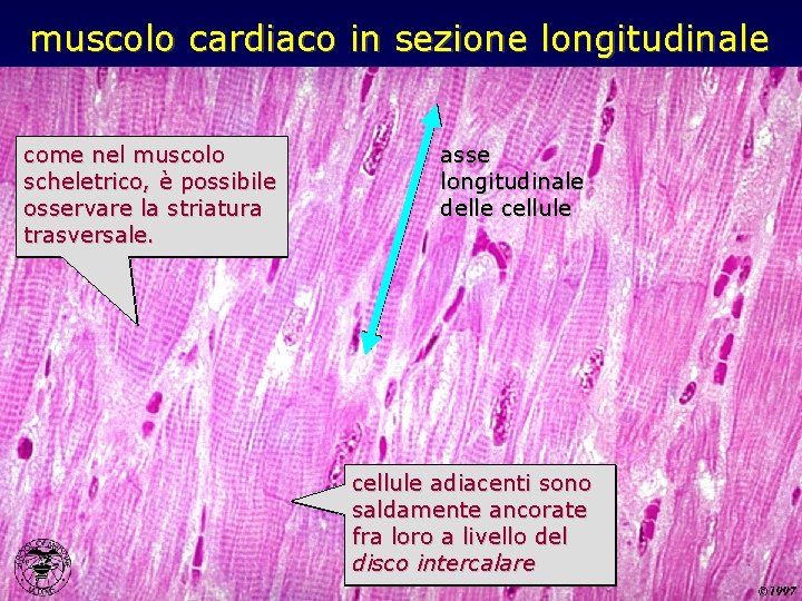 muscolo cardiaco in sezione longitudinale come nel muscolo scheletrico, è possibile osservare la striatura