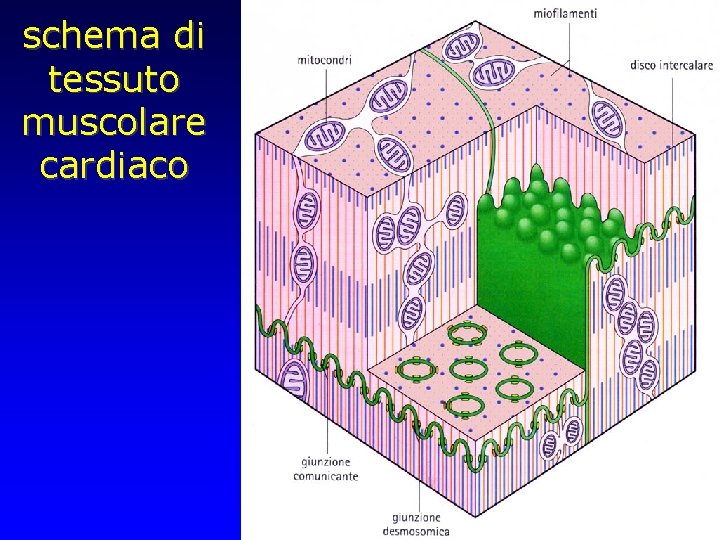 schema di tessuto muscolare cardiaco 