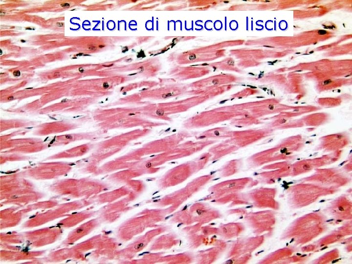 Sezione di muscolo liscio 