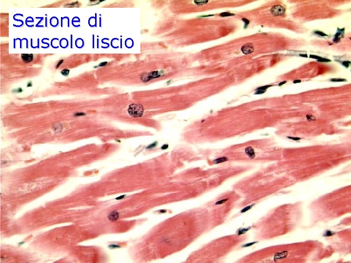 Sezione di muscolo liscio 