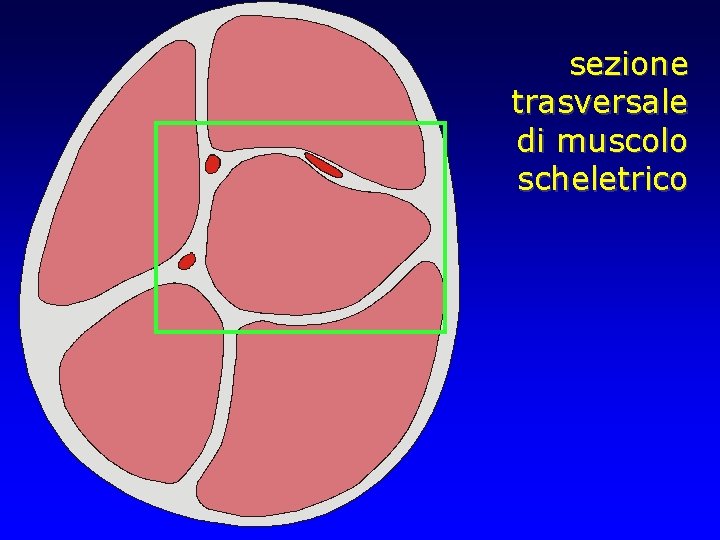 sezione trasversale di muscolo scheletrico 