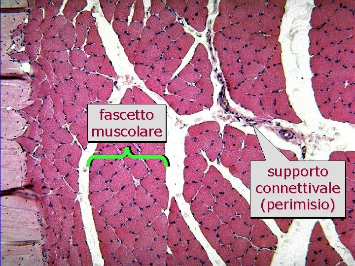 muscolo scheletrico in sezione trasversale fascetto muscolare supporto connettivale (perimisio) 